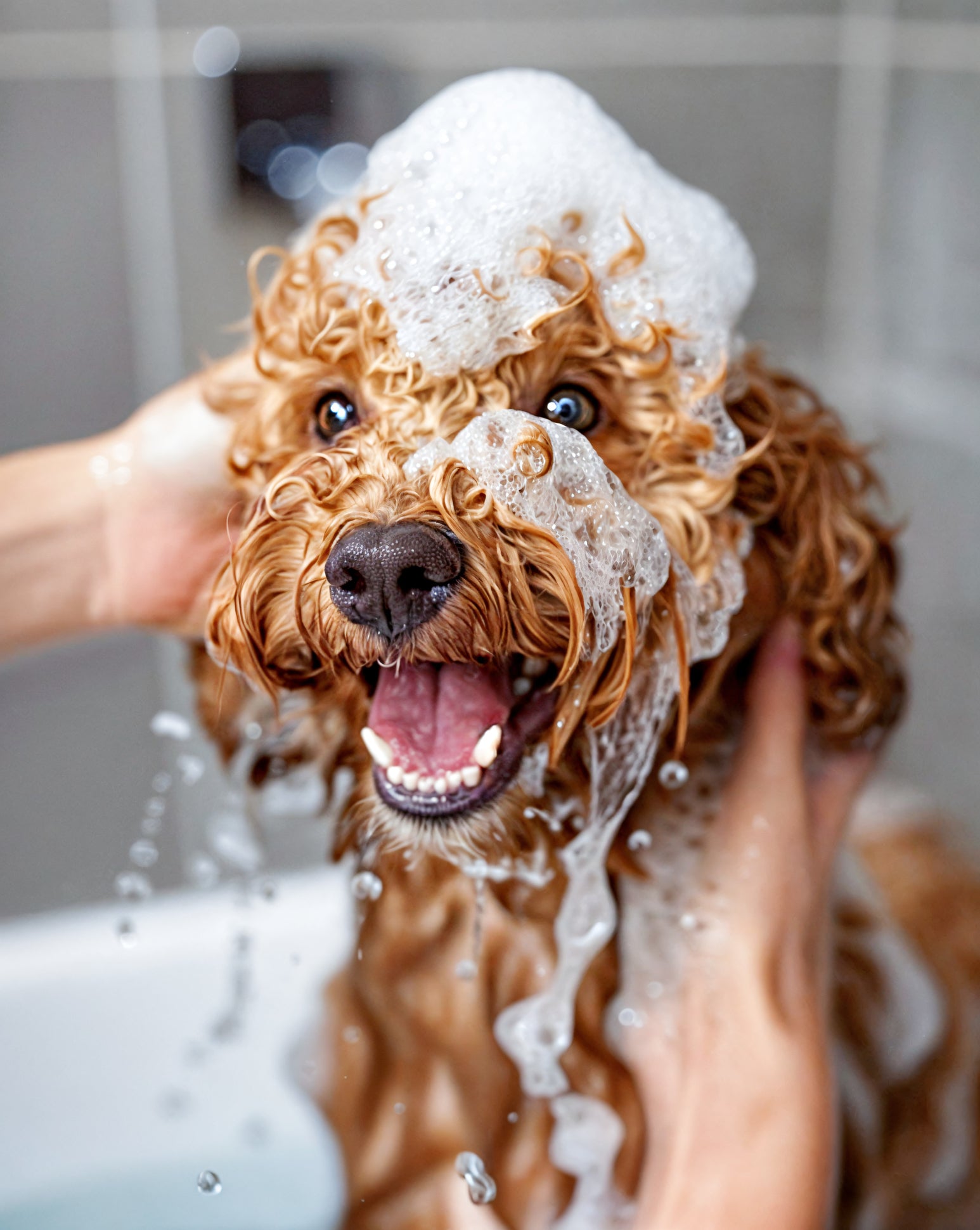 Dog getting bathed at a bathing station with grooming shampoo