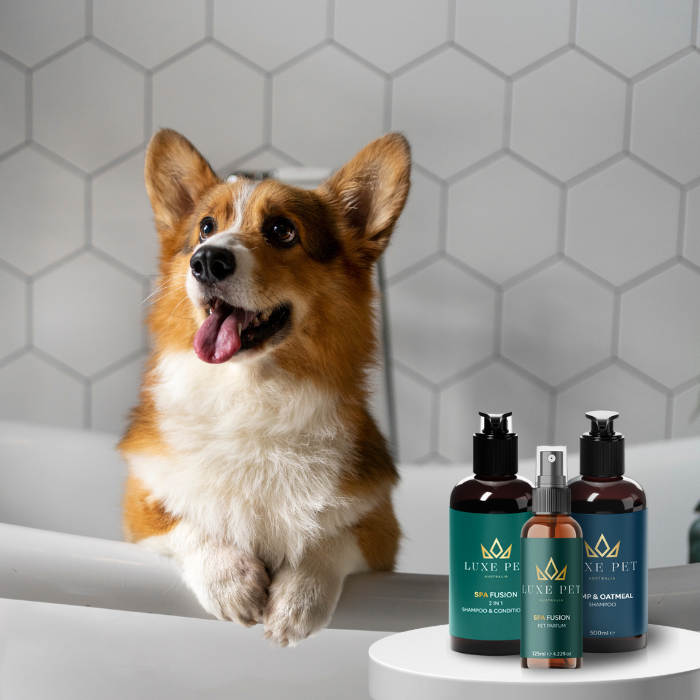A dog sitting with pet care products