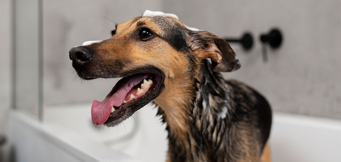 5 Benefits of hemp and oatmeal Shampoo for Dogs to Reduce Itchy Skin.