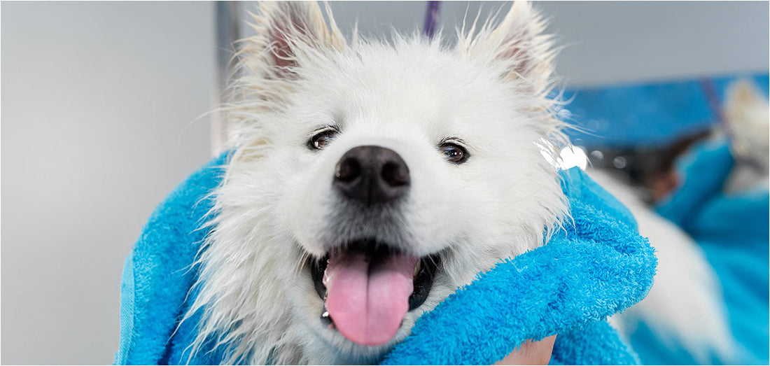 The Best Shampoo for Active Dogs Who Love the Beach and Park