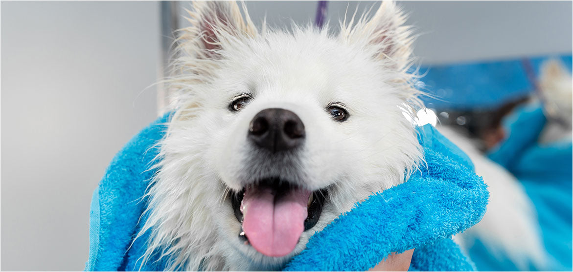 The Best Shampoo for Active Dogs Who Love the Beach and Park