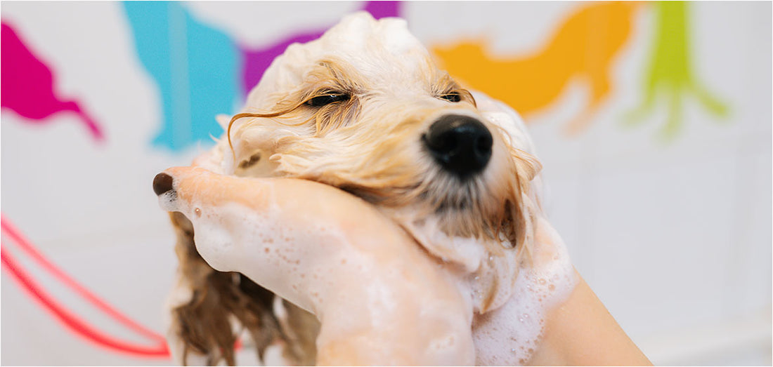 Importance of Regular Pet Baths: Keeping Your Furry Friend Fresh and Healthy