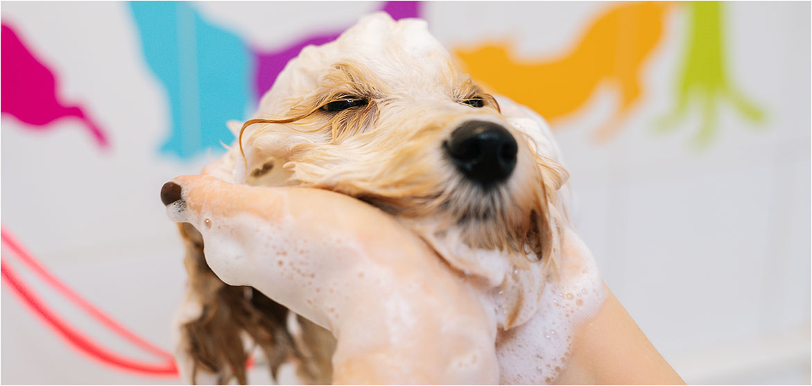 Importance of Regular Pet Baths: Keeping Your Furry Friend Fresh and Healthy