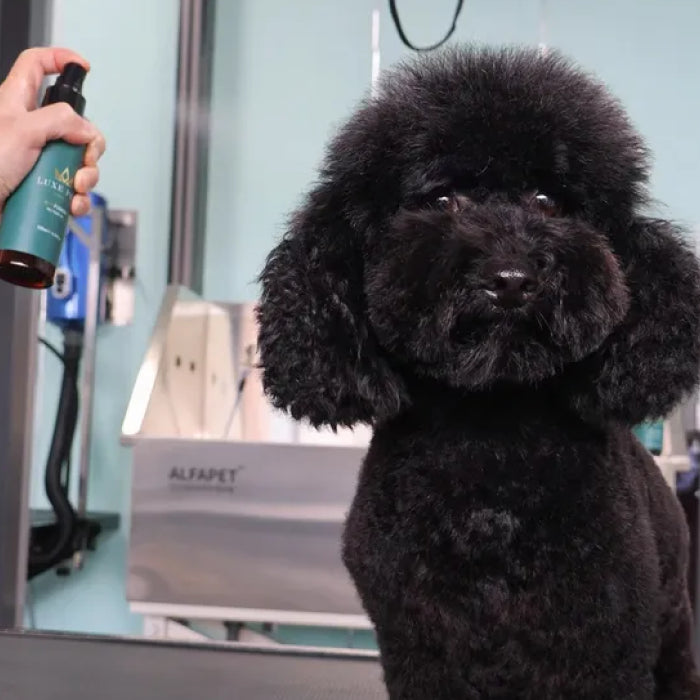 Spa Fusion Pet Parfum