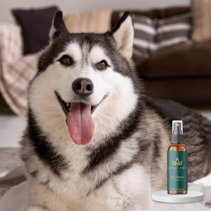 Spa Fusion Pet Parfum